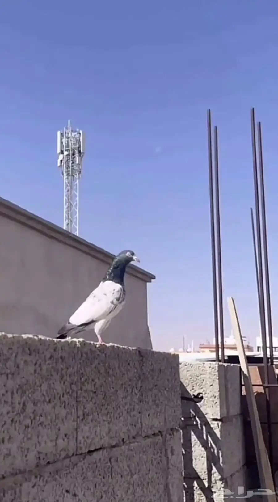 تيدي بيور 0