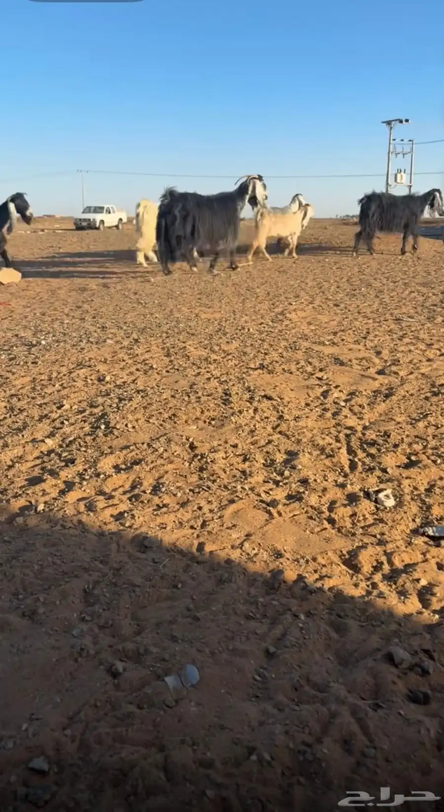 معزة الأعداد سته تحتها خمس جفرتين ثلاثة تيوس 0