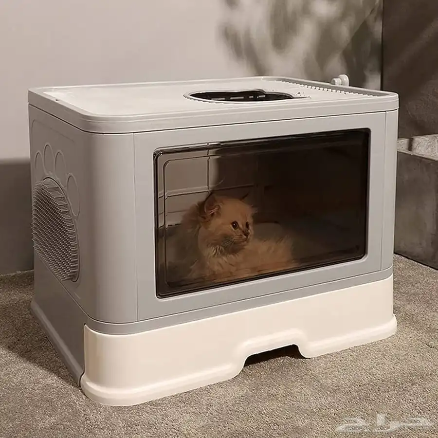 قطط للتبني 2