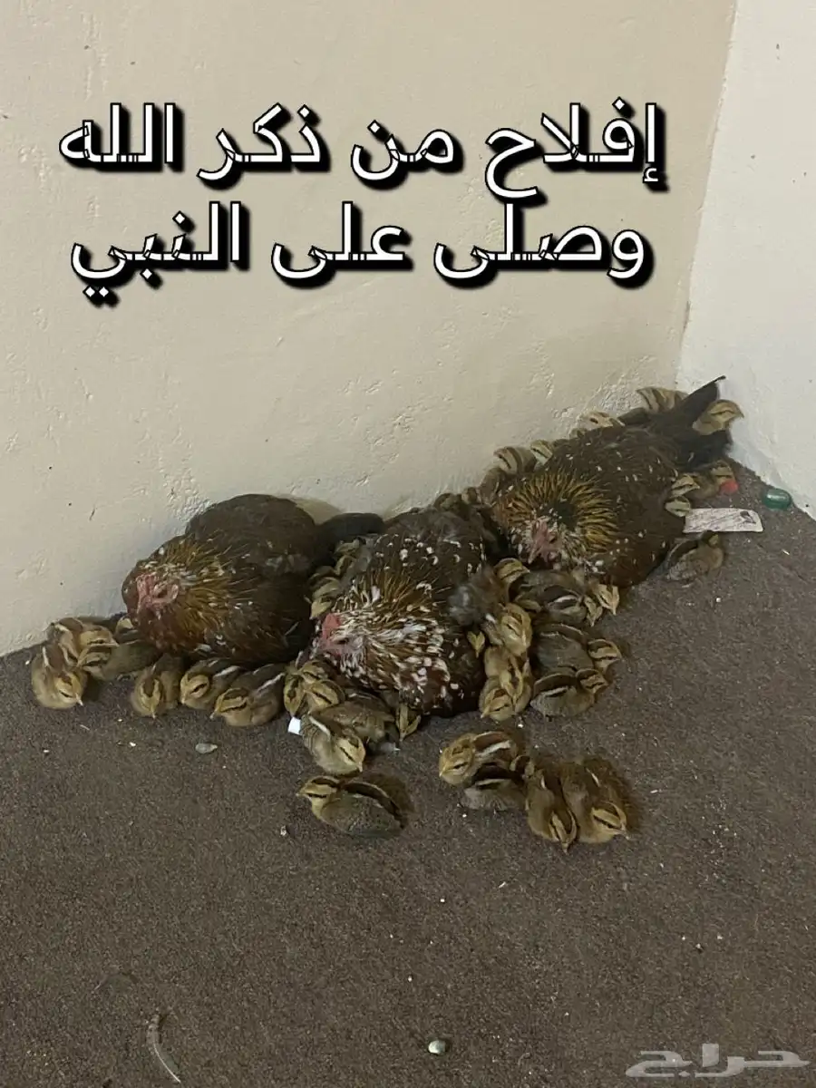 فروخ ماكنتوش العربي القديم العدد حوالي 45 2