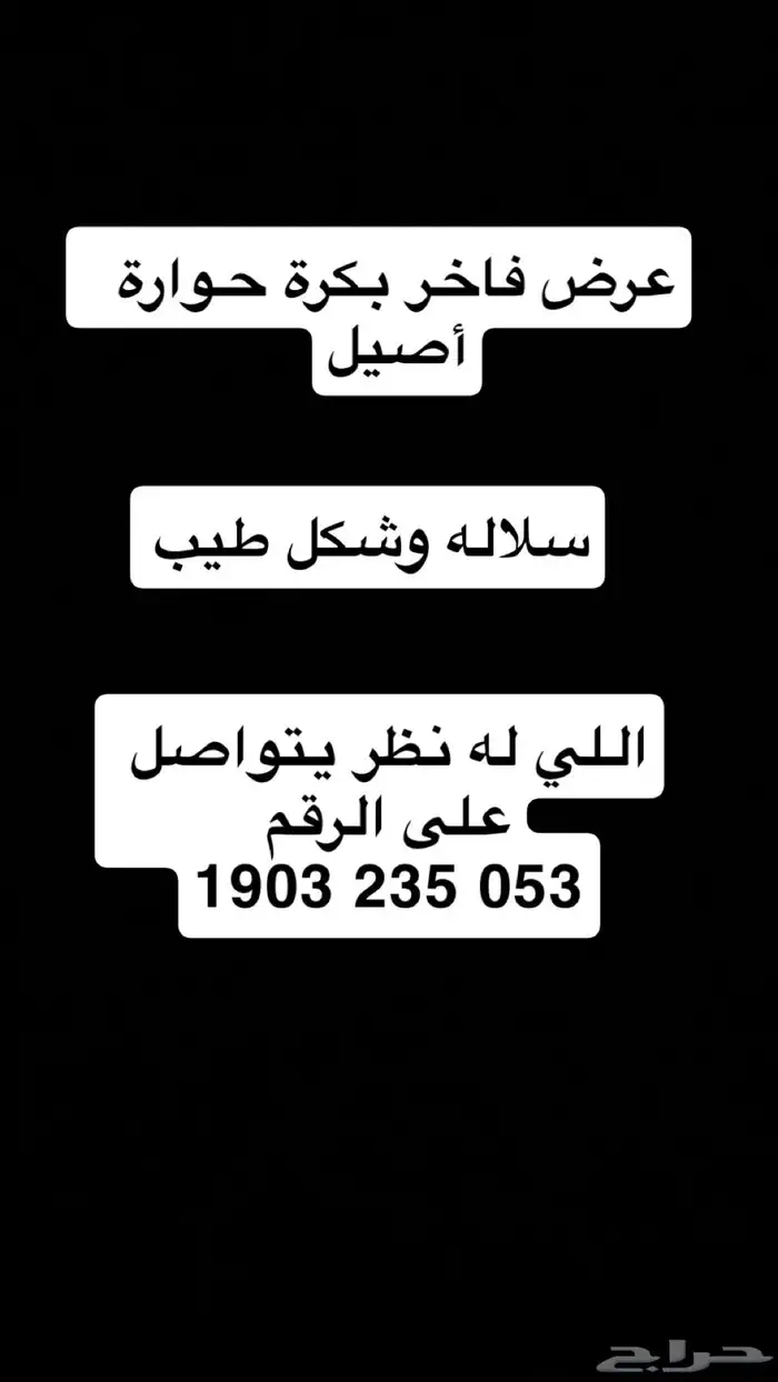 للبيع بكره حوره شكل وسلاله طيبه 0