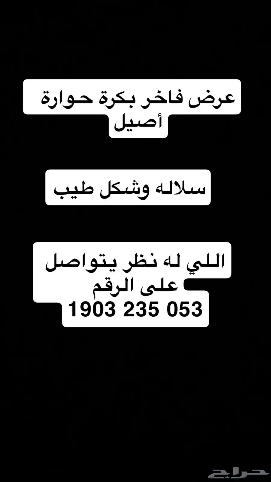 للبيع بكره حوره شكل وسلاله طيبه 0