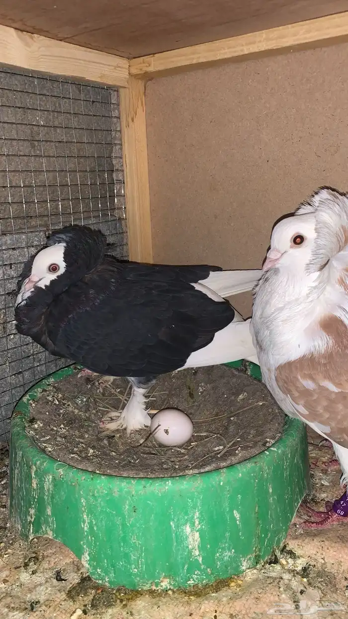 حمام 5
