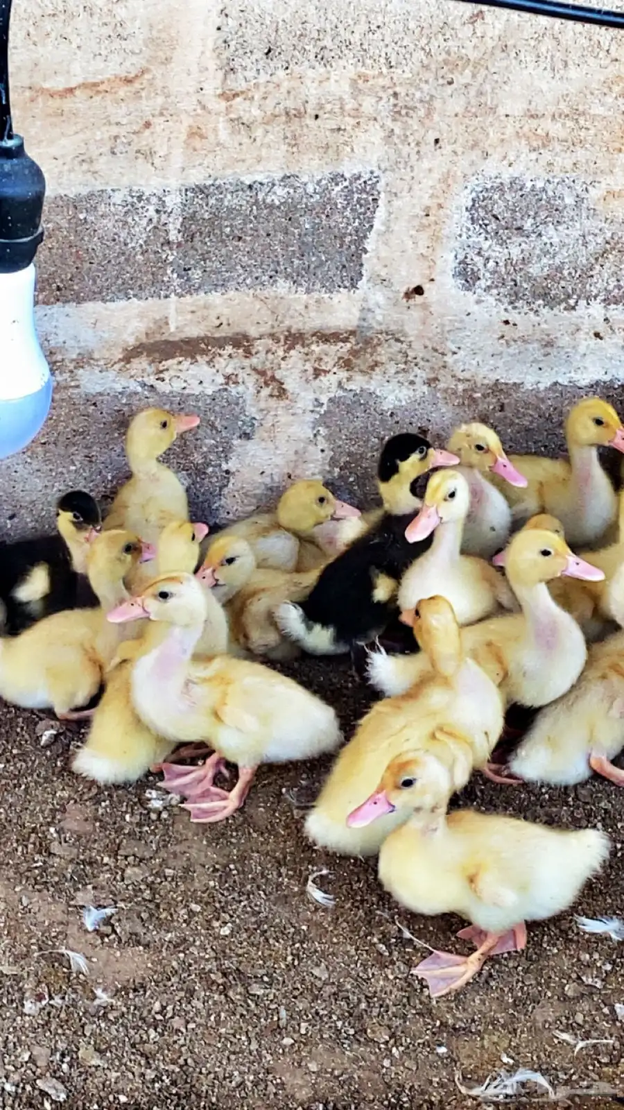 للبيع صوص دجاج فيومي وصوص بط 5
