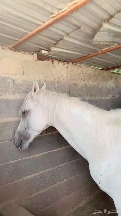 سلام عليكم حصان جزيري ورق محروق العمر 5 سنوات 0