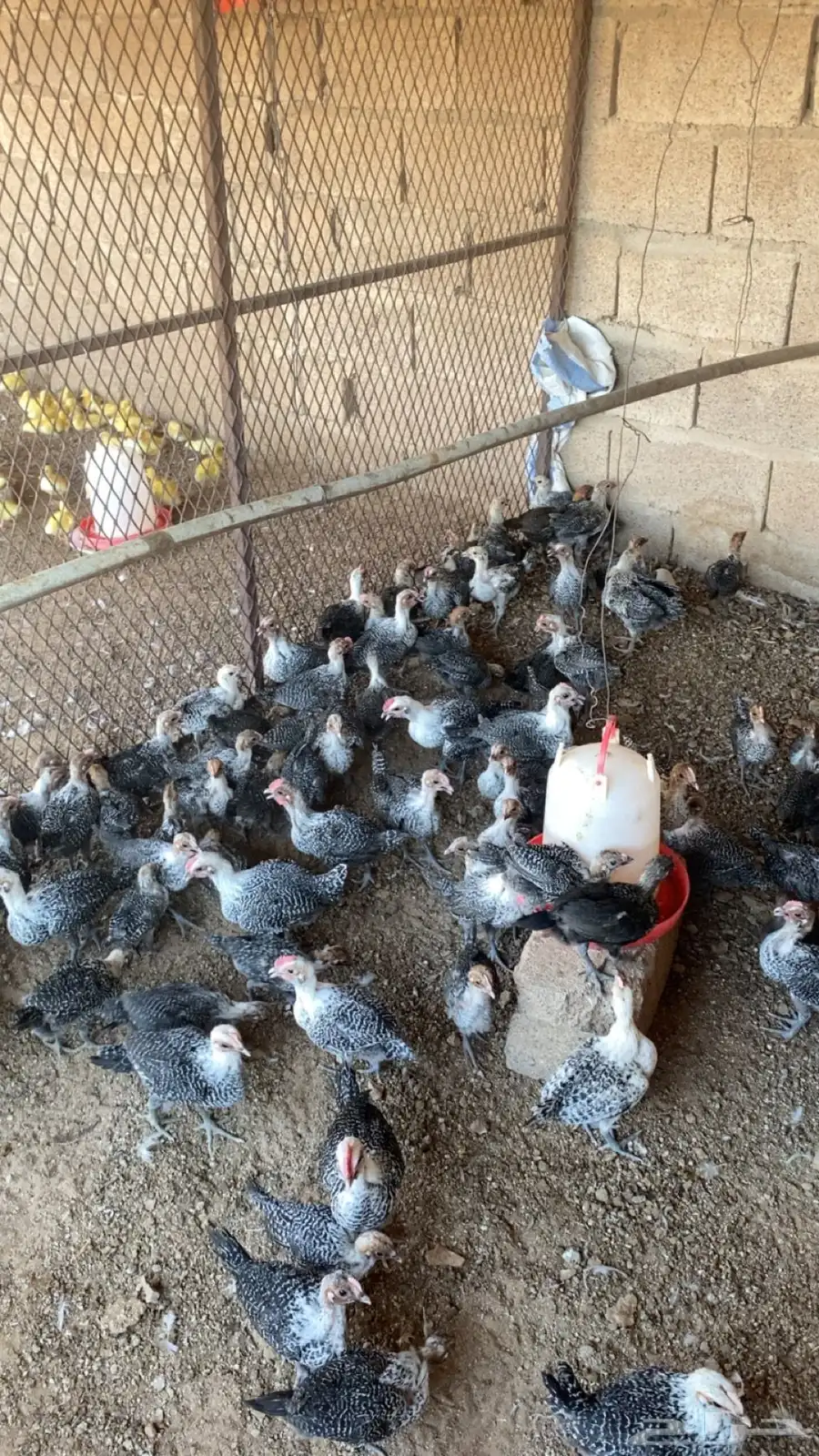 للبيع صوص دجاج فيومي وصوص بط 1