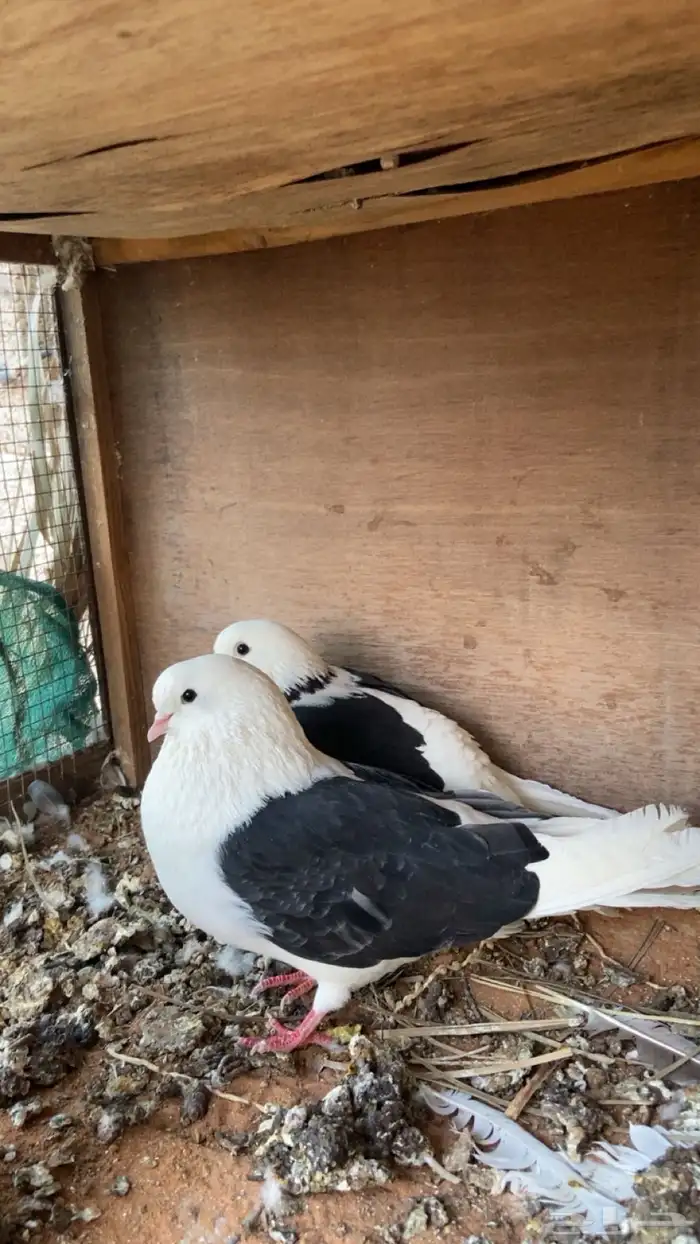 حمام ايراني 0