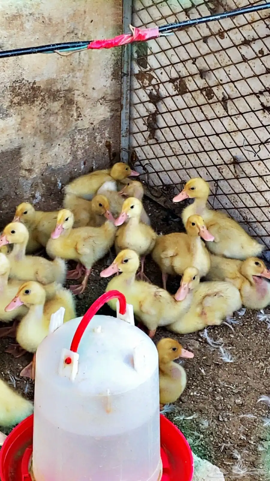 للبيع صوص دجاج فيومي وصوص بط 4