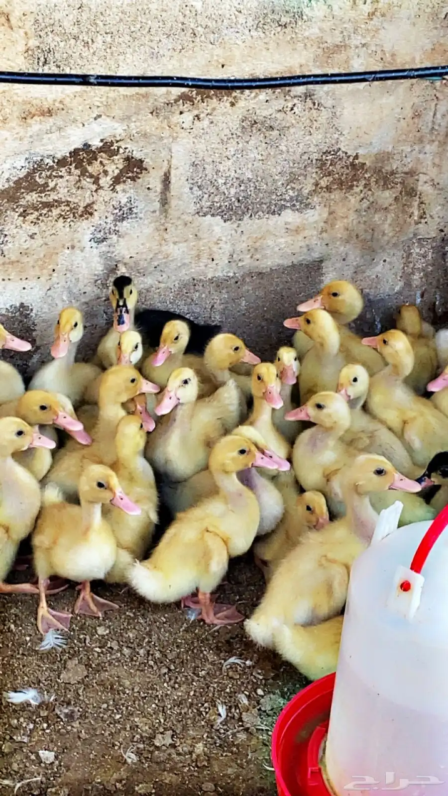 للبيع صوص دجاج فيومي وصوص بط 6