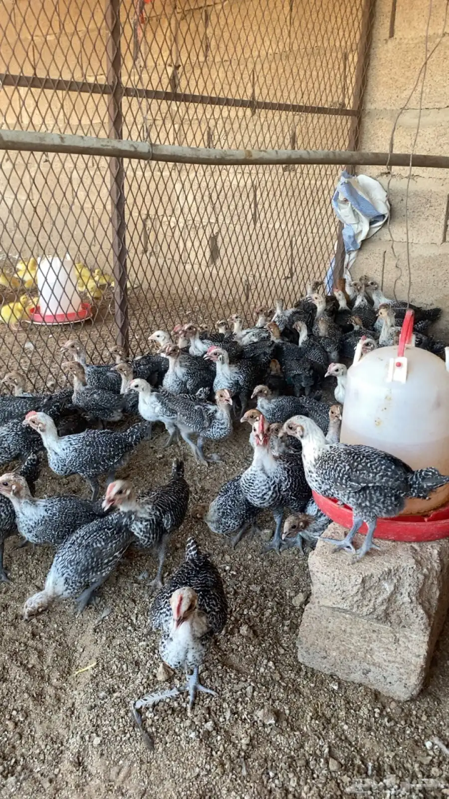للبيع صوص دجاج فيومي وصوص بط 2