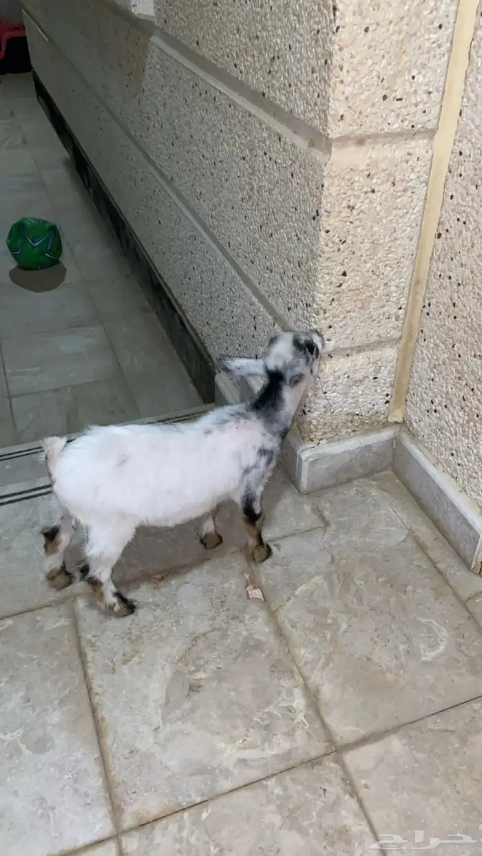 ماعز قزم ذكر الجبيل الصناعيه 3