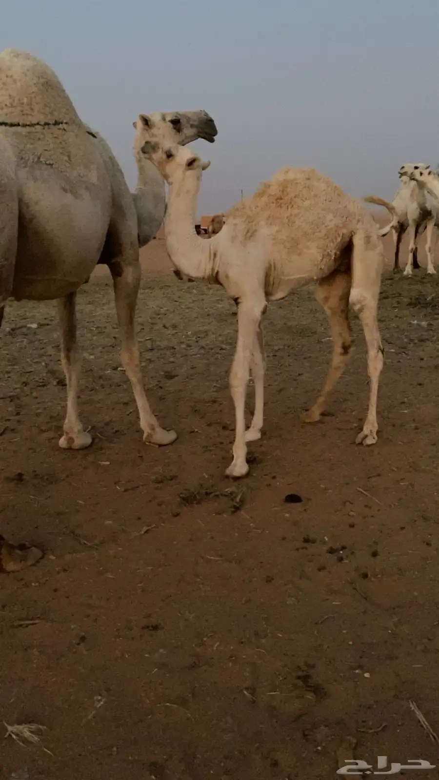 قعود خمس شهور سمين وطيب الموقع 0
