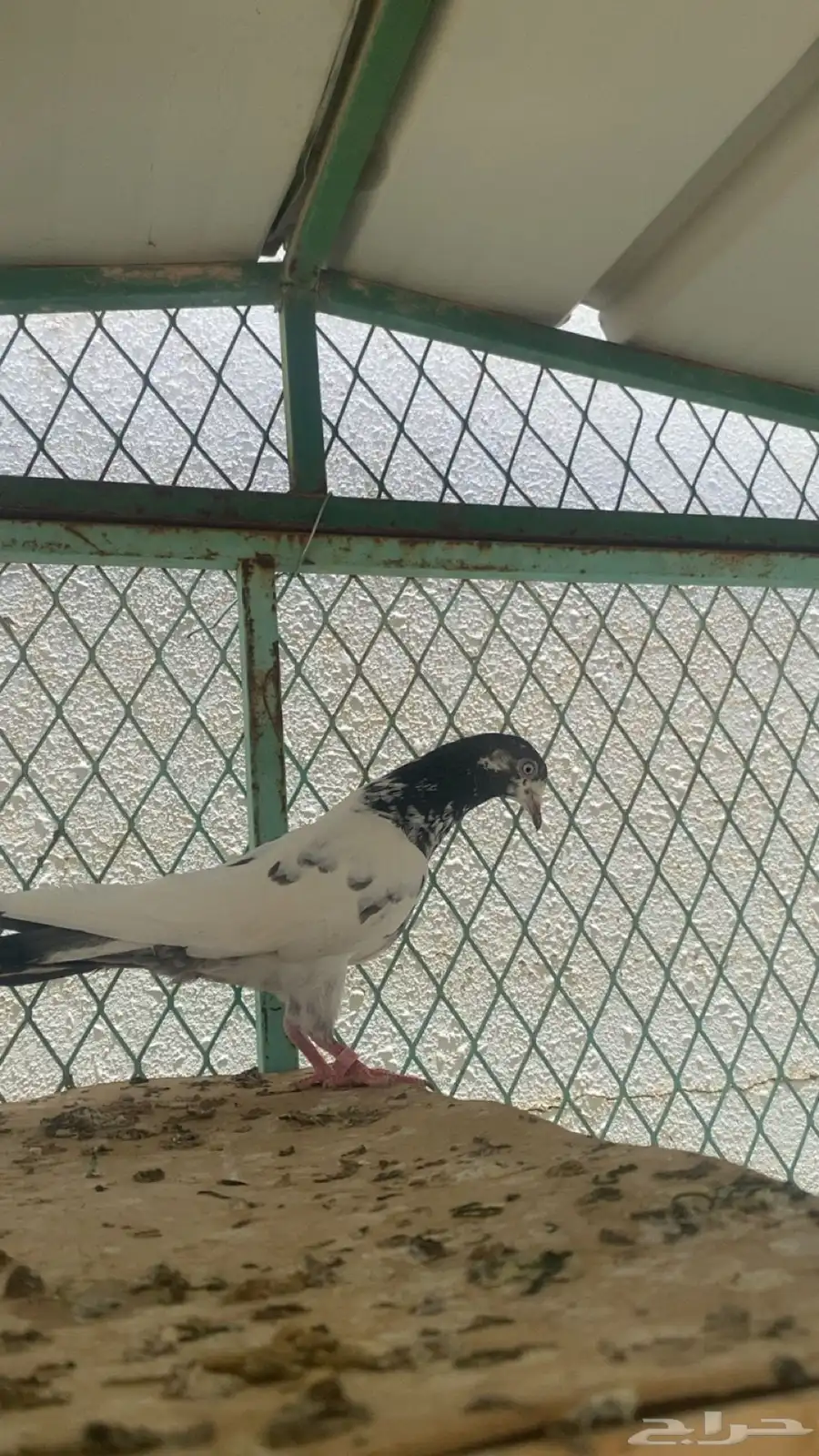 انثى تيديه و انثى هنديه 2
