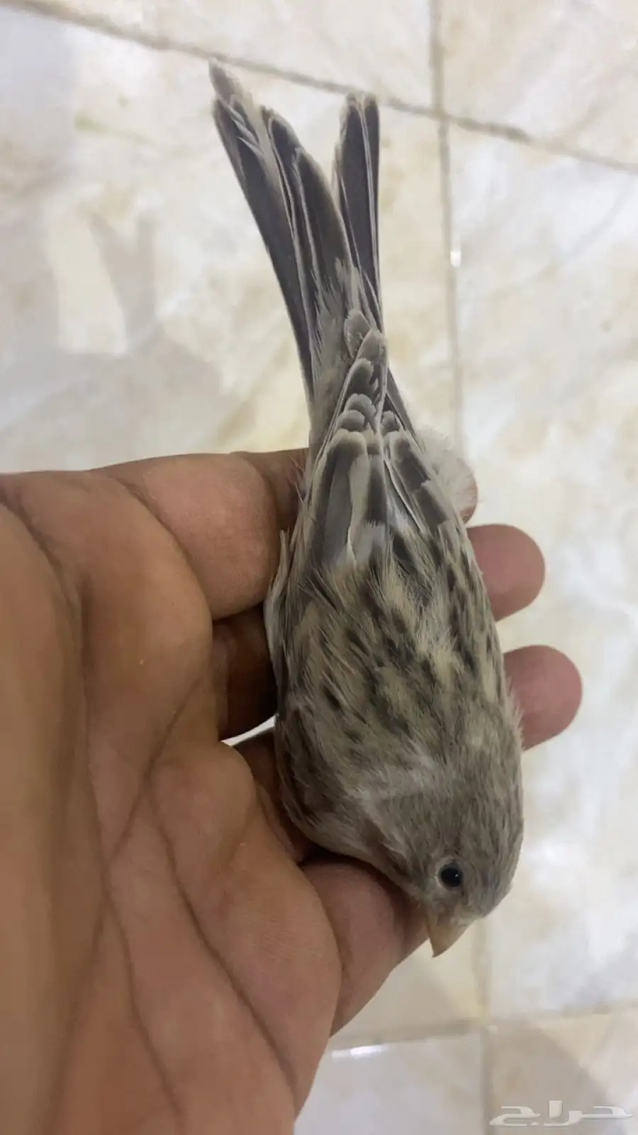 للبيع دكر كناري فاتح تغريد 0
