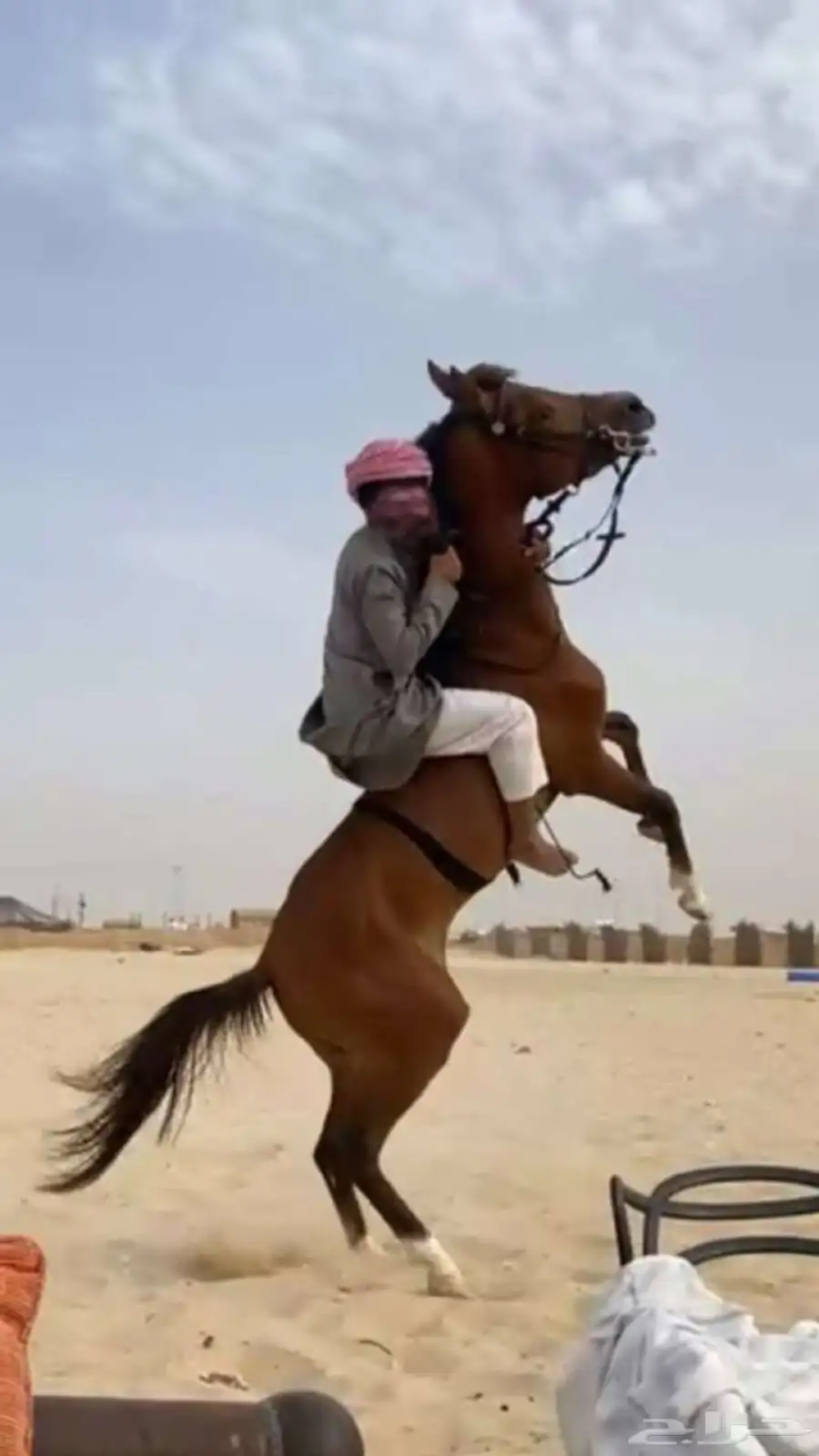 حصان شعبي شيخ ينافس الواهو 3