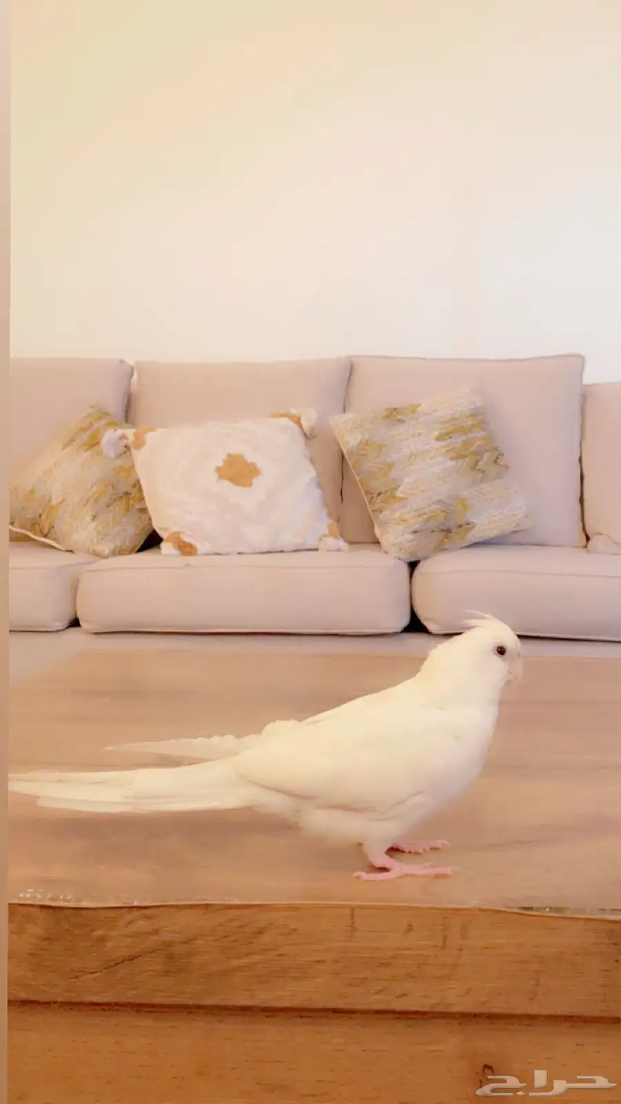 طير أليف 0