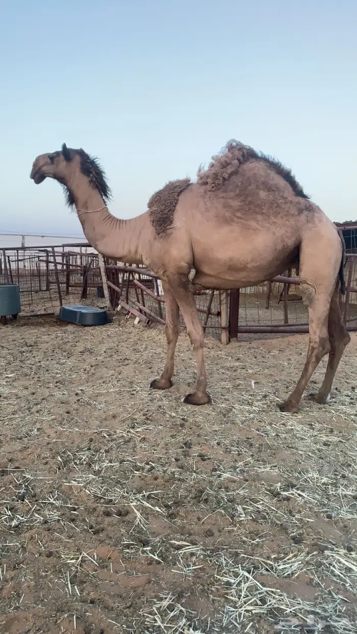 صريبه تم البيع 4