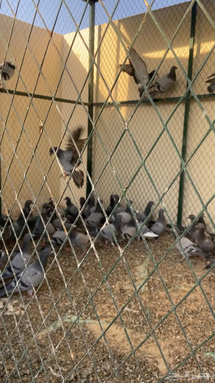 حمام زاجل طبات العمر من 4 شهور وتحت 0