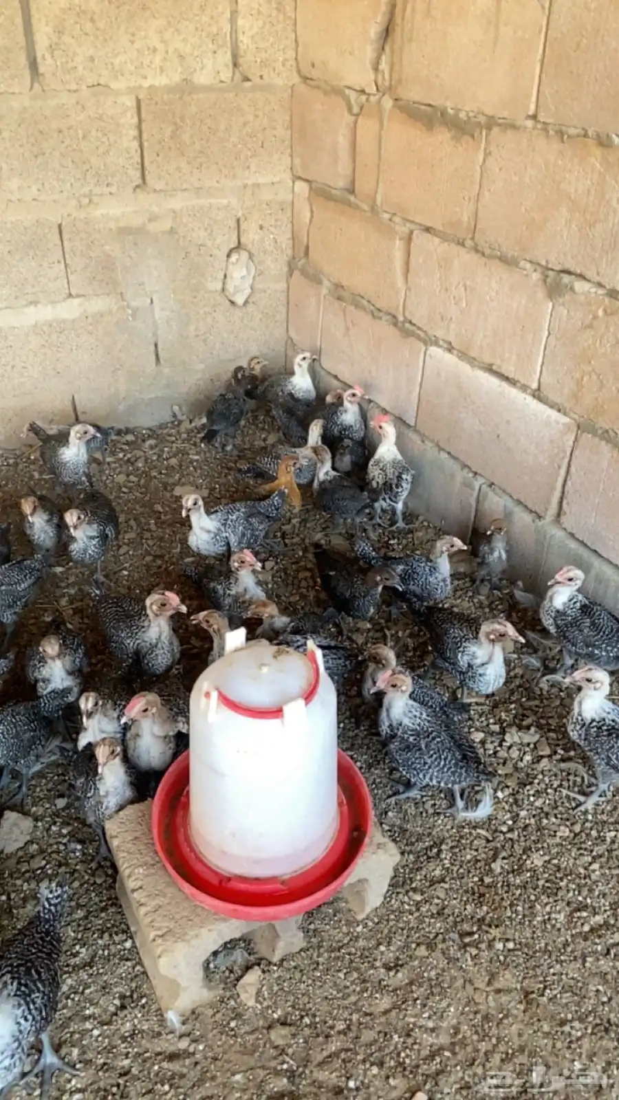 للبيع صوص دجاج فيومي وصوص بط 3