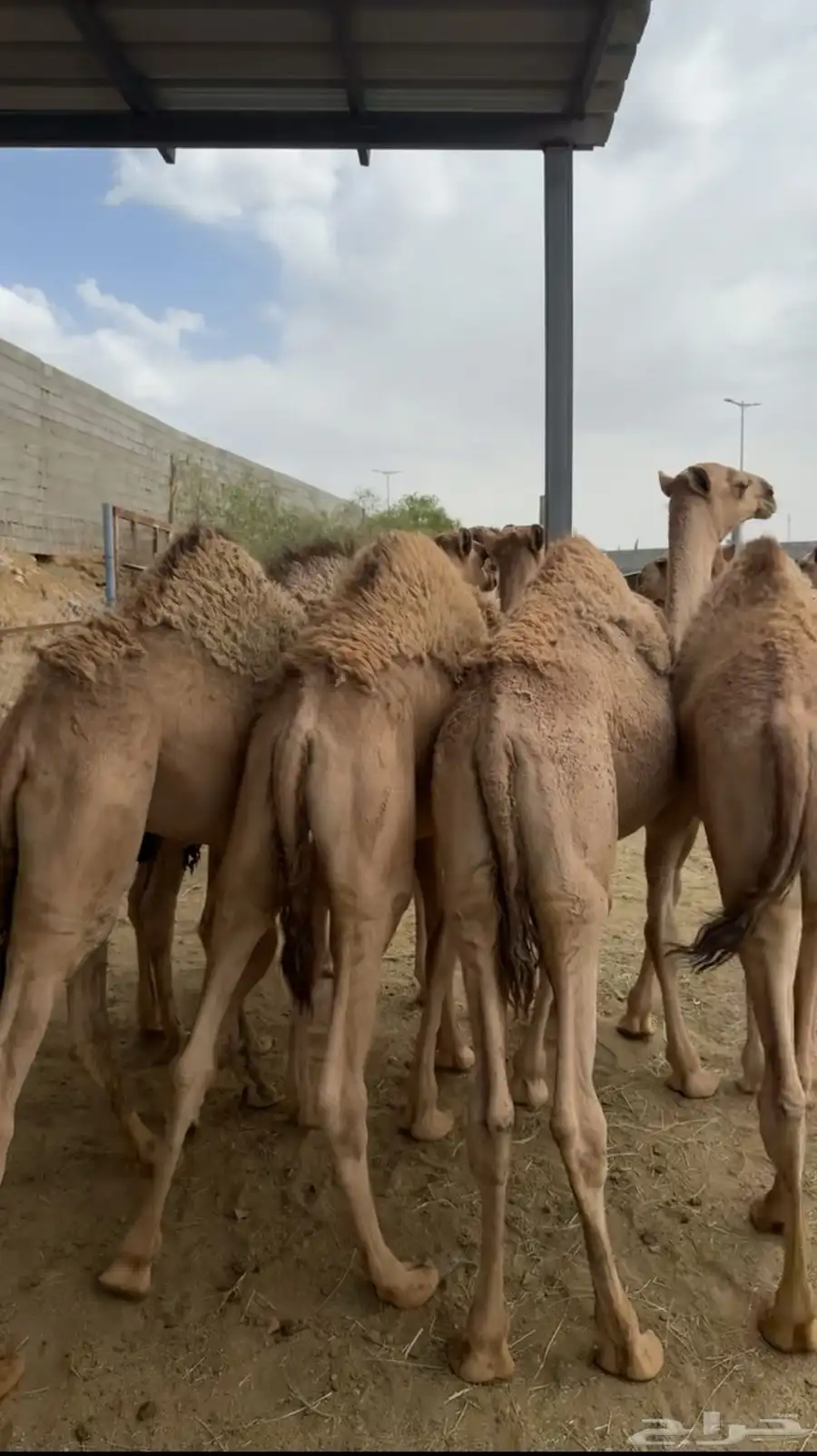 قعدان مبادي ومناسبات بريه على الحليب 6