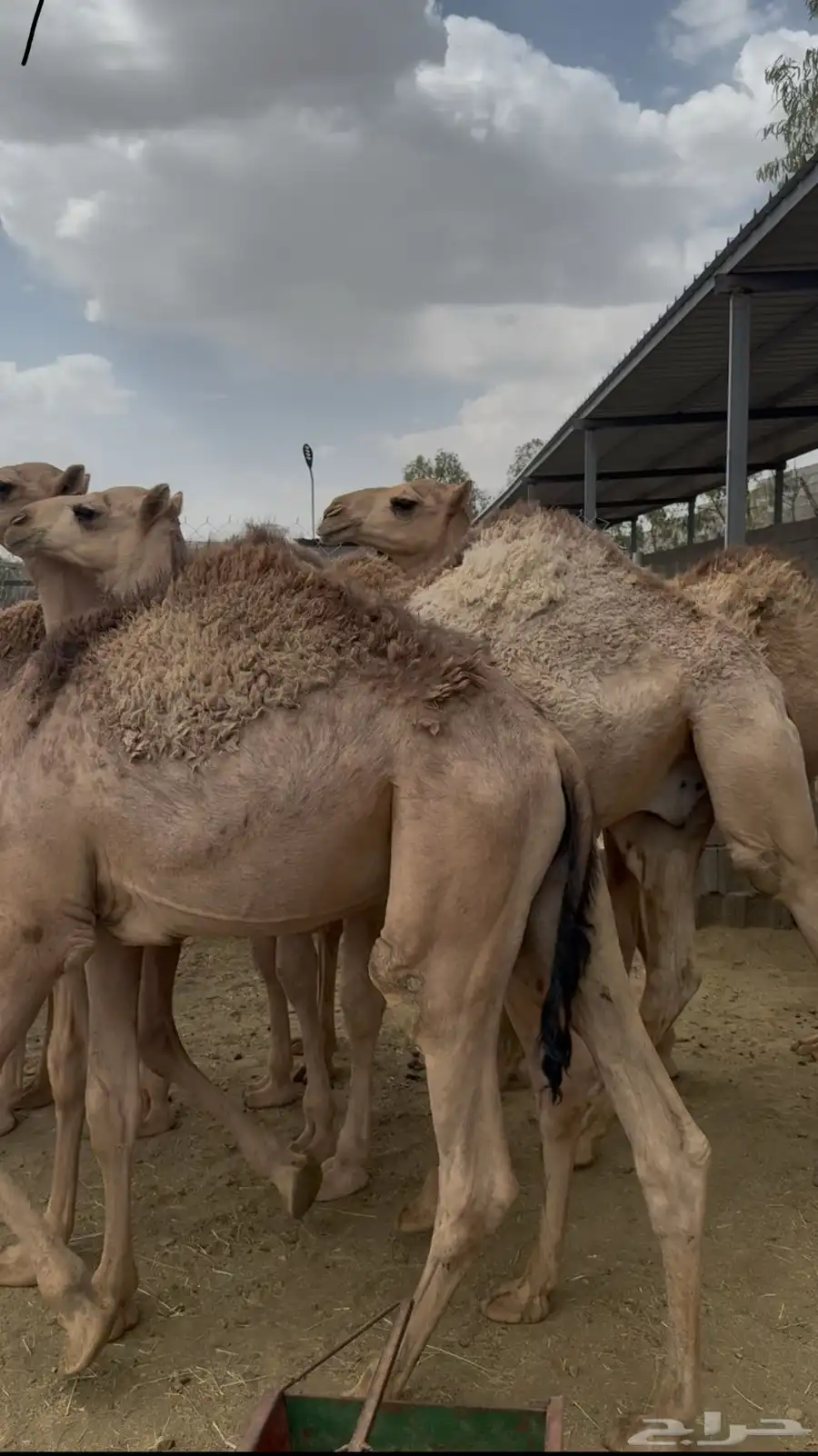 قعدان مبادي ومناسبات بريه على الحليب 2