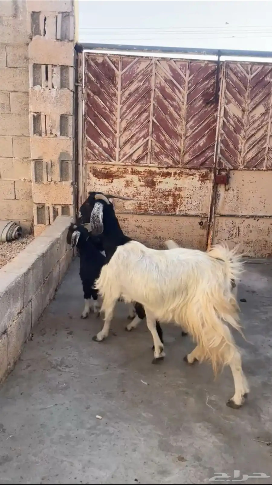 عنز مشروكة ببورقت ( تم البيع ) 1