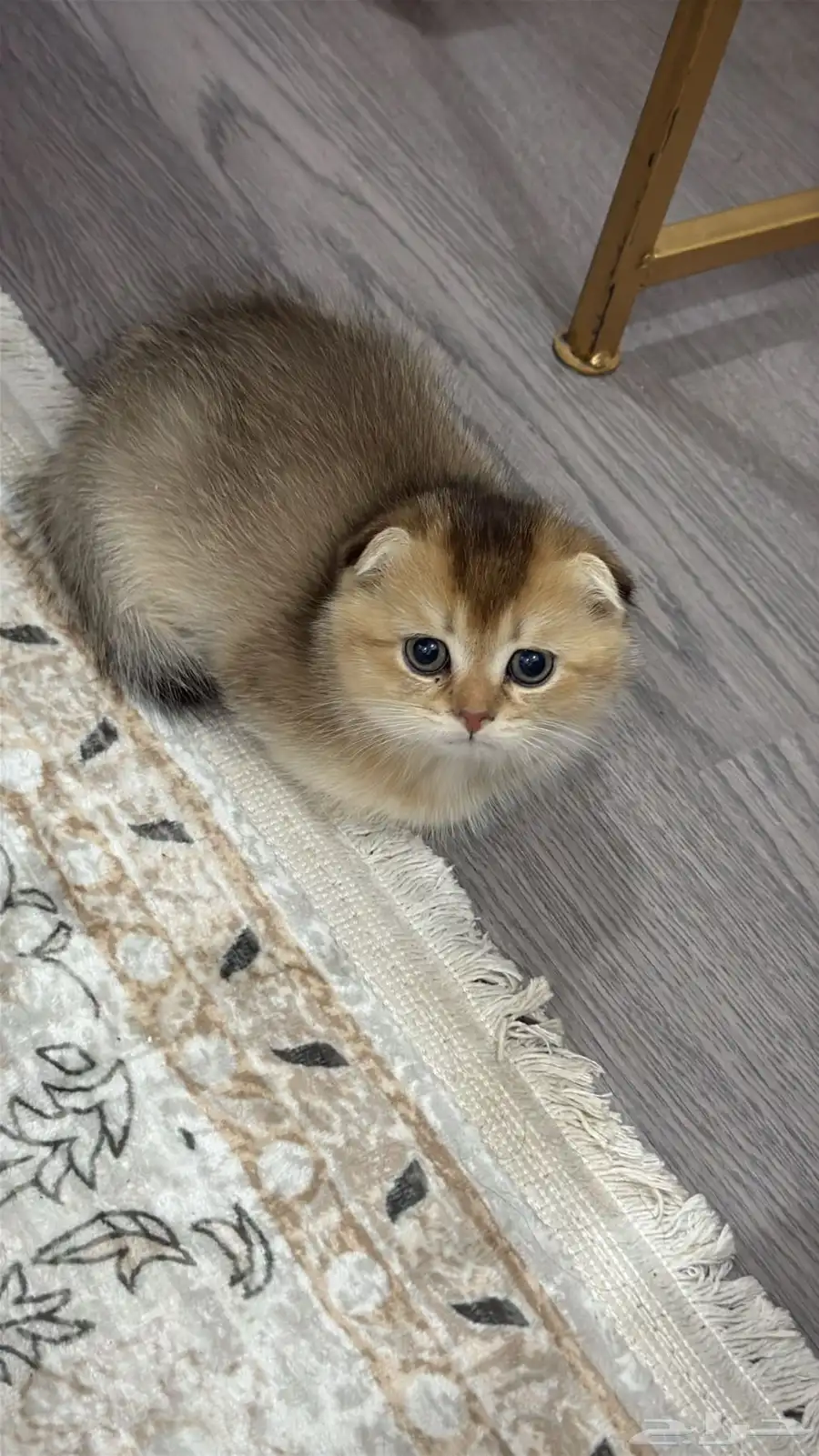 قطط سكوتش فولد 0