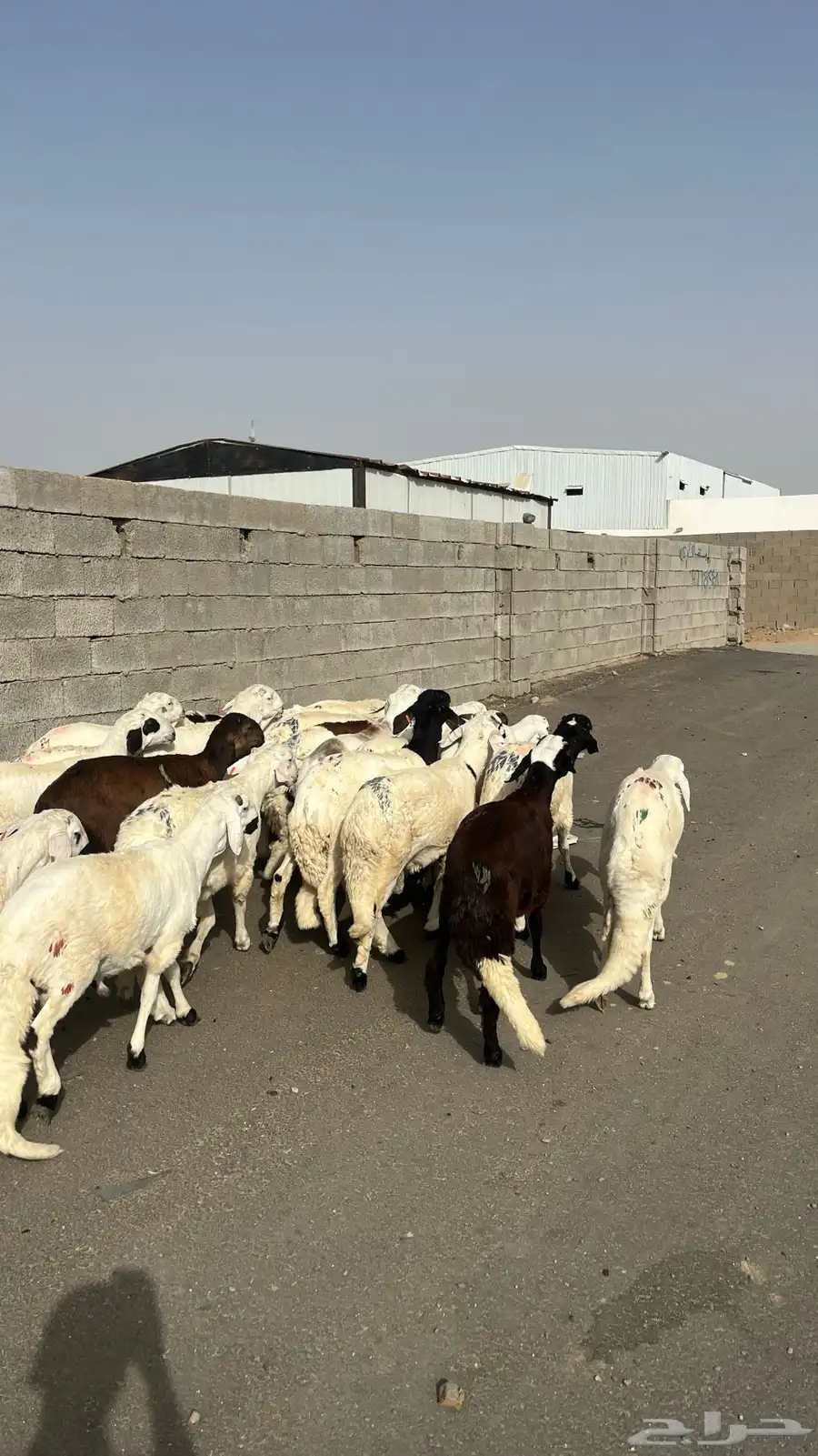 طليان سواكن بيض 1