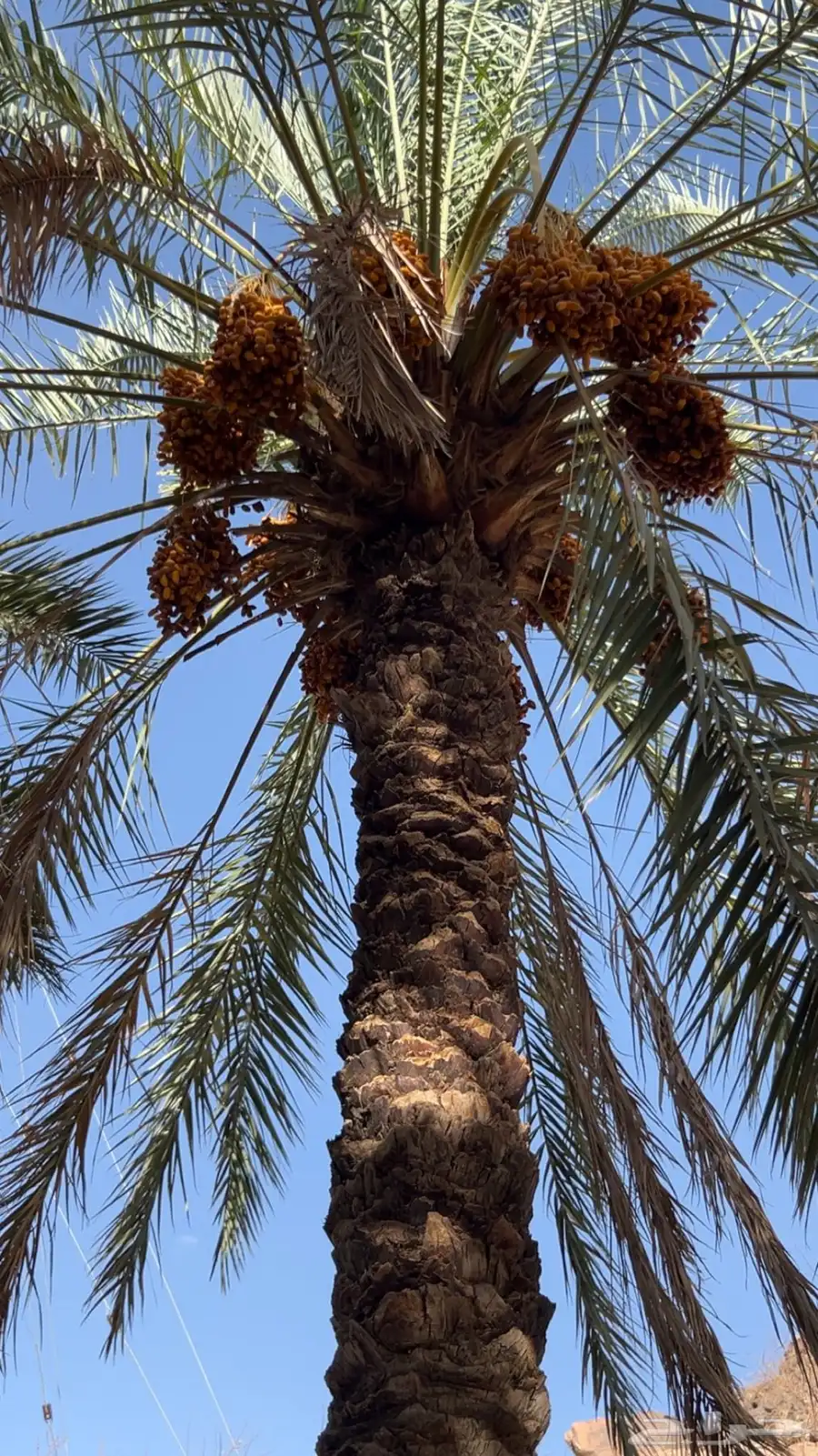 نخل للبيع صفري وبديره 2