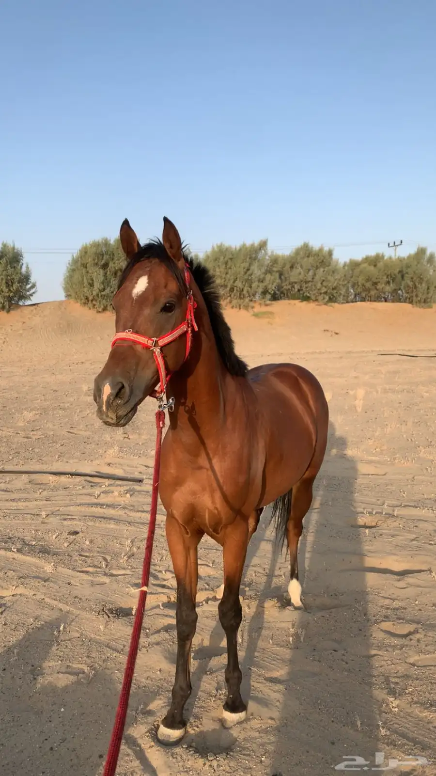 حصان 3