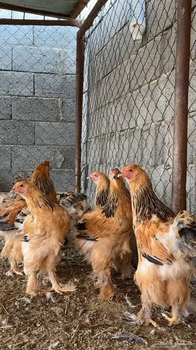 دجاج براهما 3