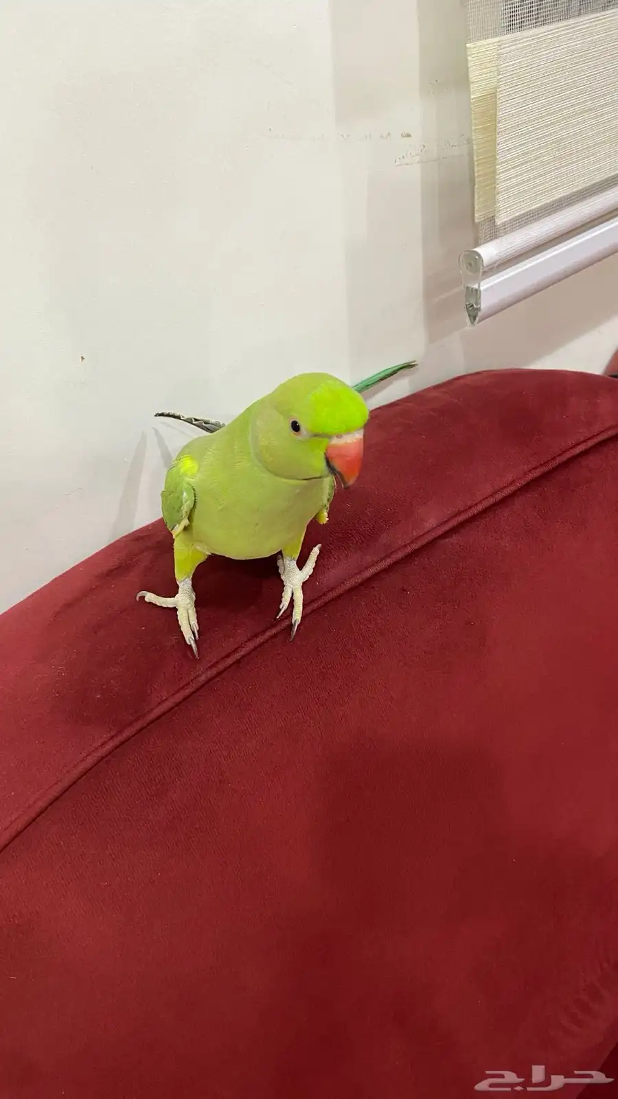 ببغاء 0