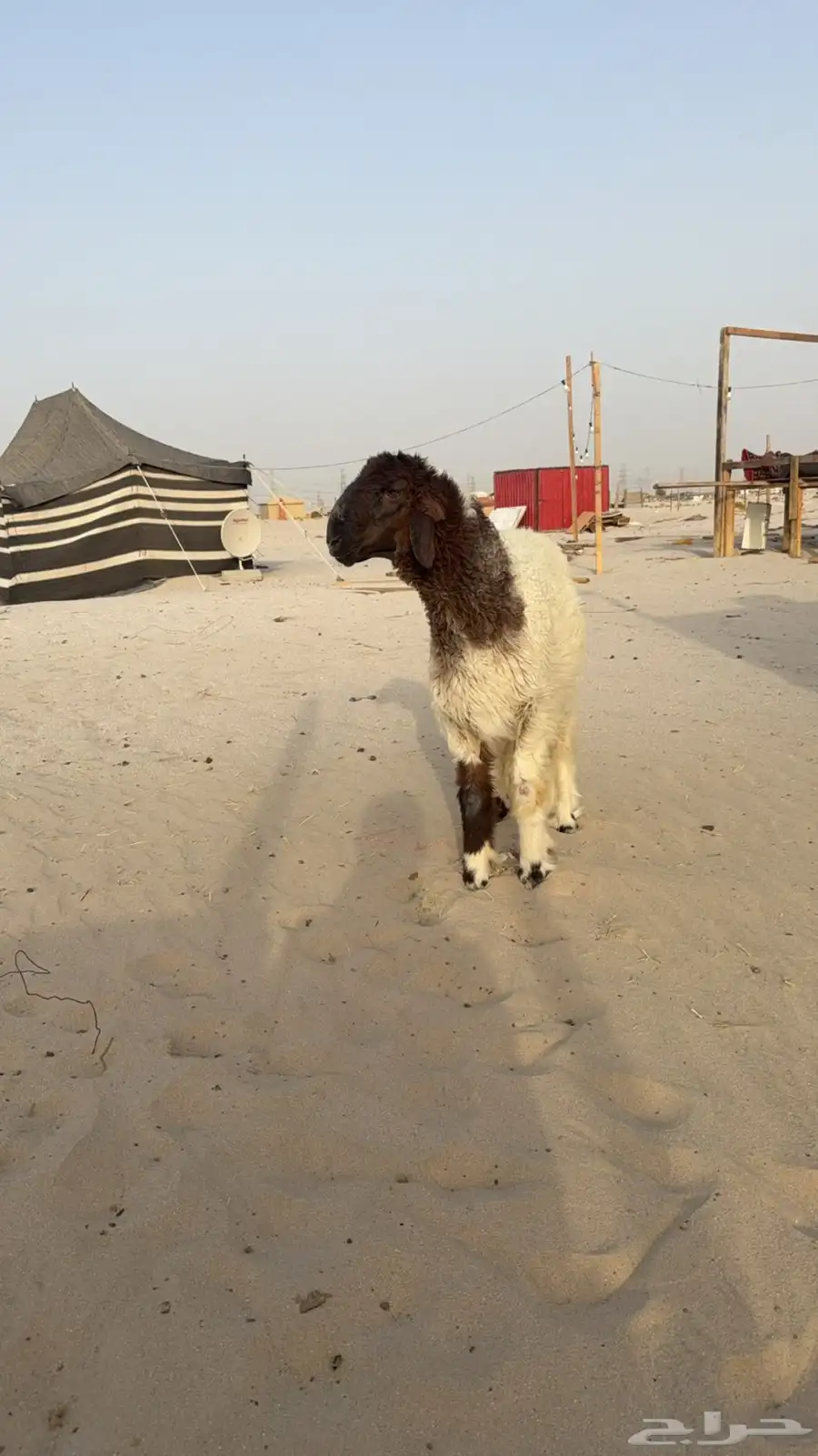 خروف مشروع فحل 1