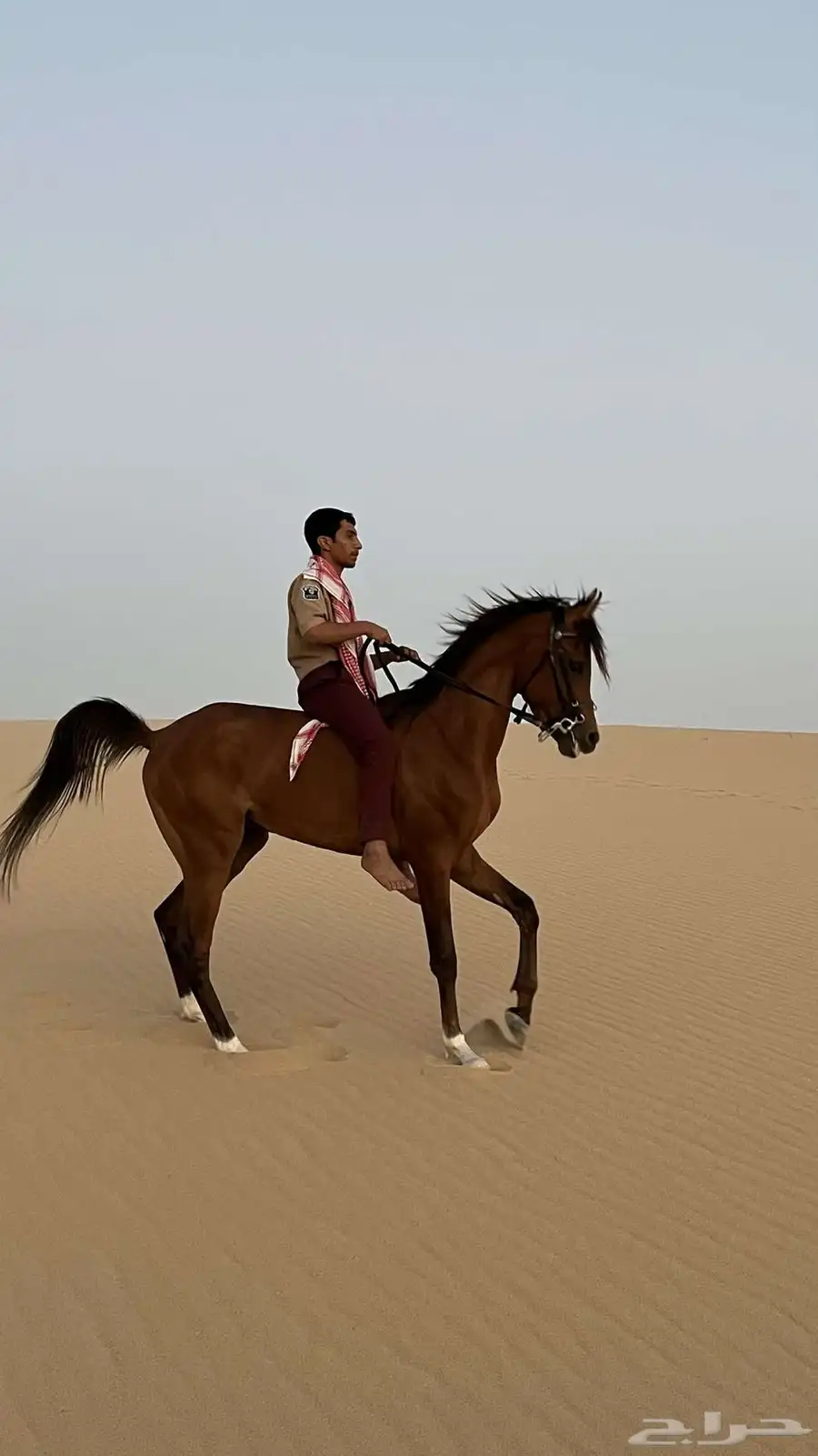 حصان شعبي شيخ ينافس الواهو 1