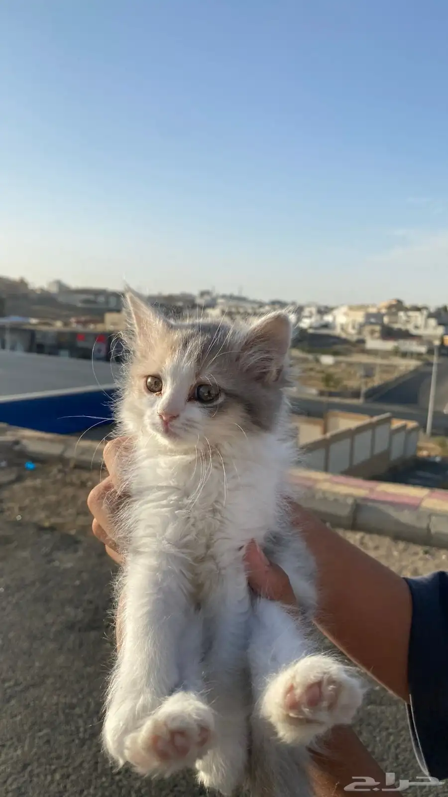 قطة شيرازي 9
