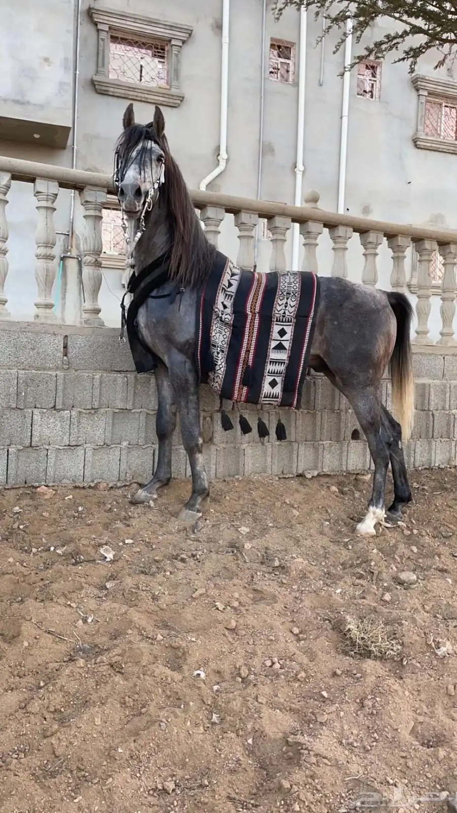 خيل حصان للبيع 0