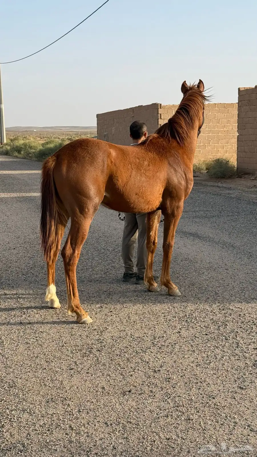 مهر عربي سرعة فاخر جدا  2024 0