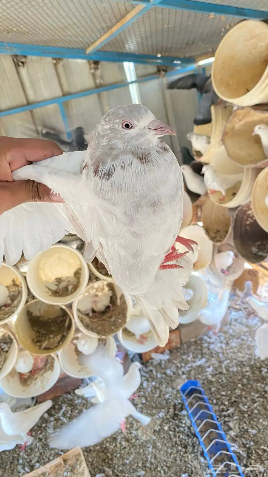 حمام فرنسي 20جوز واكثر نضيفه للبيع على السوم 3