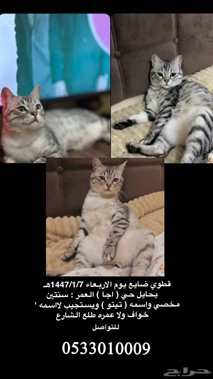 قطط 0