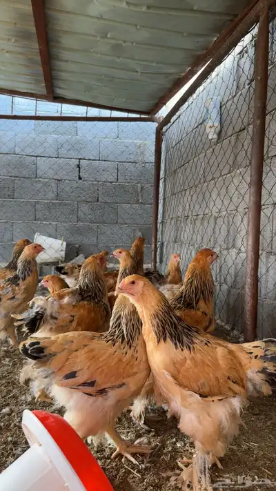 دجاج براهما 0