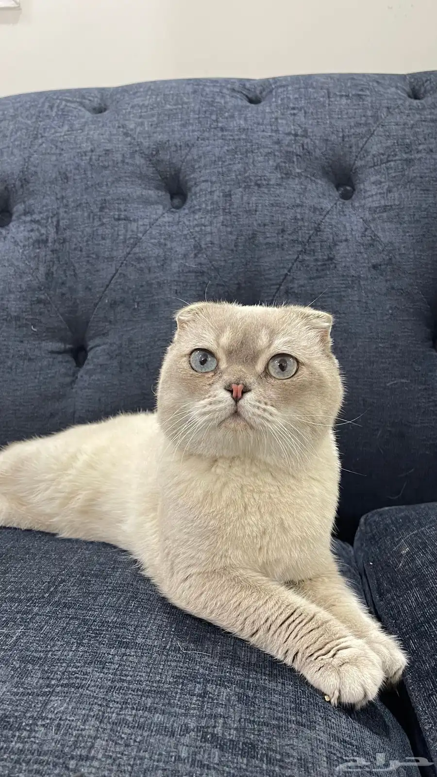 سكوتش للتزاوج 1