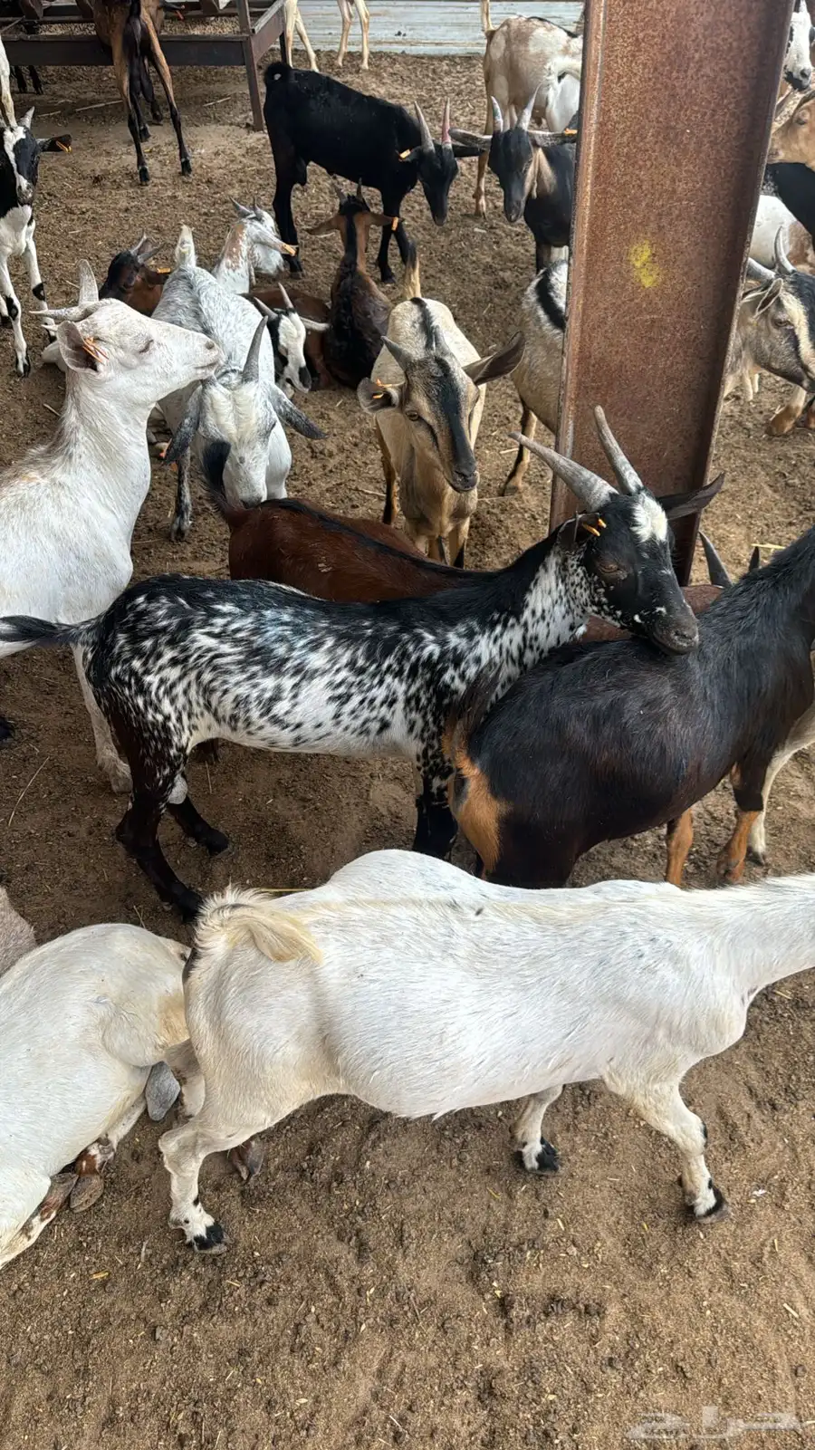 تيوس مستورده سمان اخت الجنوبي 3
