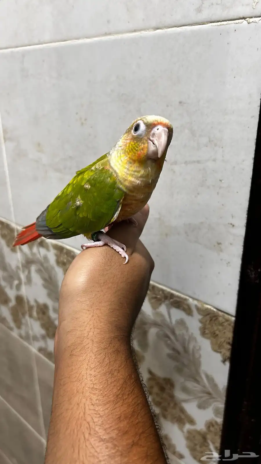 فرح كنيور أناناس 1