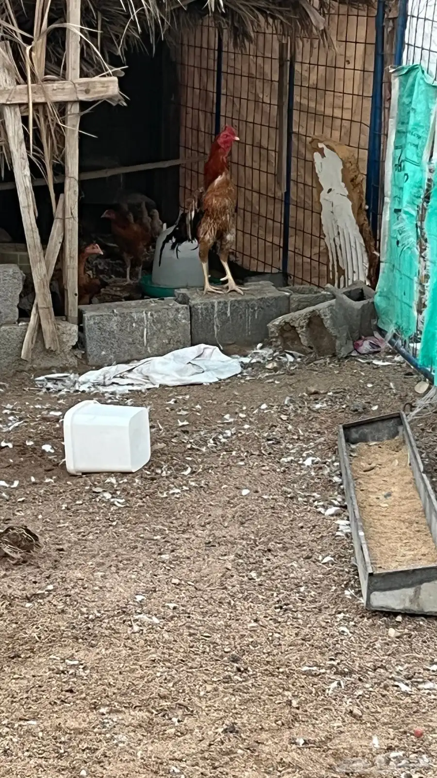 ديوك مهجنه الاب باكستاني والام بلديه 3