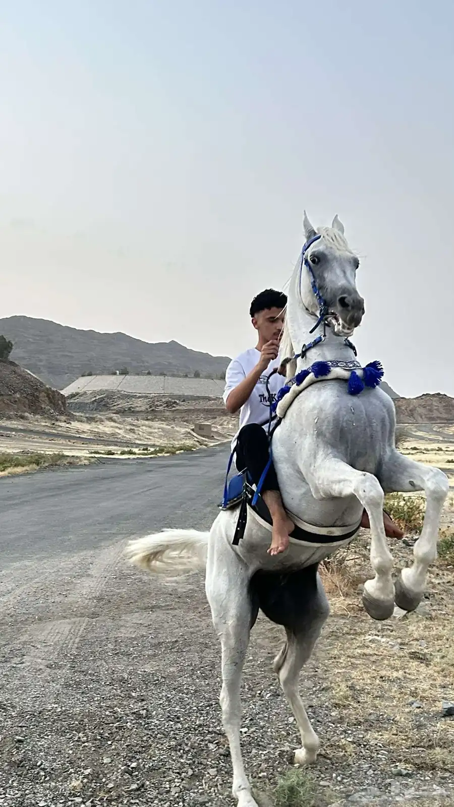 حصان واهو 0