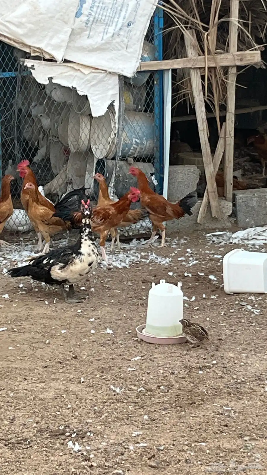 ديوك مهجنه الاب باكستاني والام بلديه 2