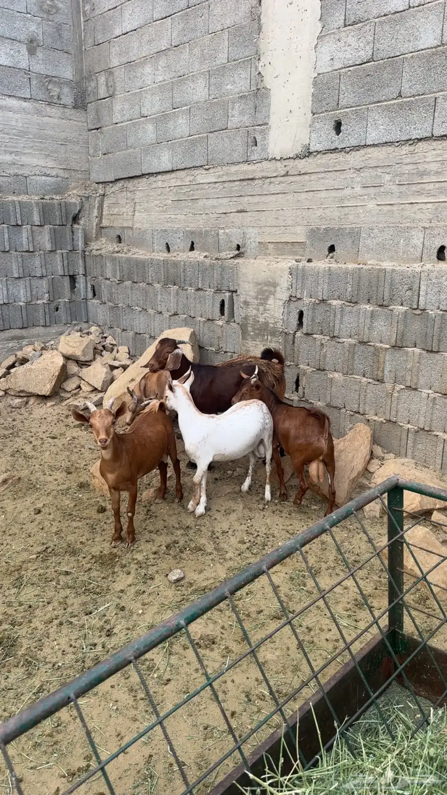 ماعز تيوس 1