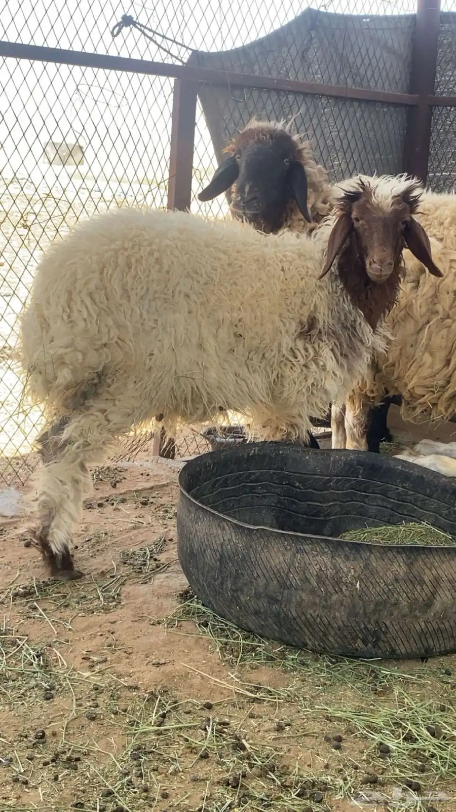 رخل نعيميه 0