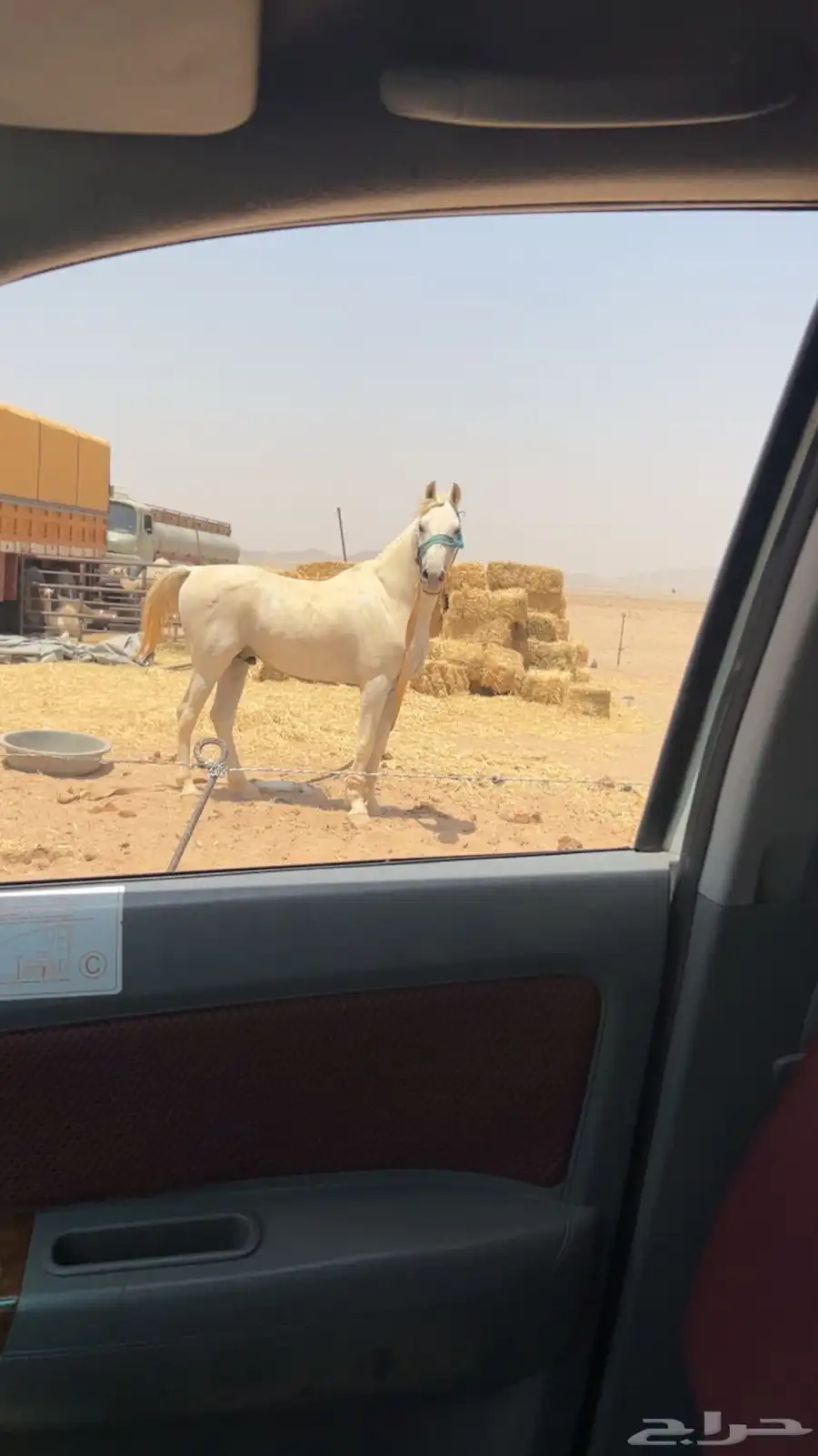 حصان عربي العمر 3 سنوات 0
