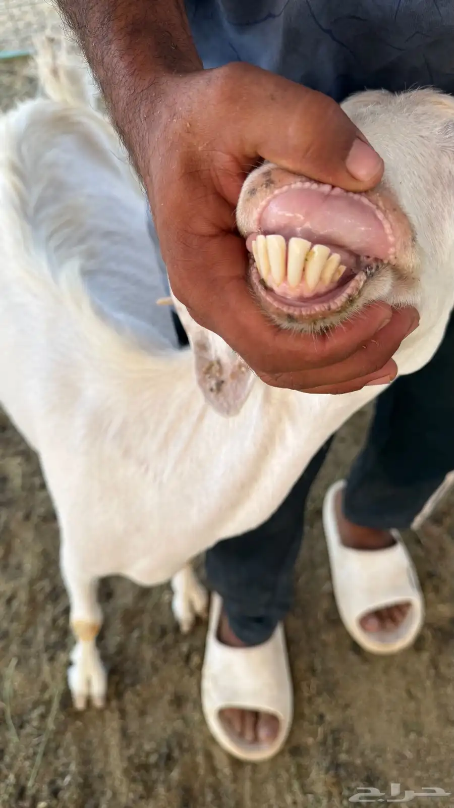 عنز خلفة معها 3